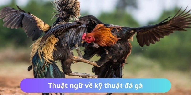 Cập nhật các thuật ngữ đá gà cho biết kỹ thuật chiến đấu