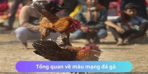 Sơ lược về chủ đề màu mạng gà đá